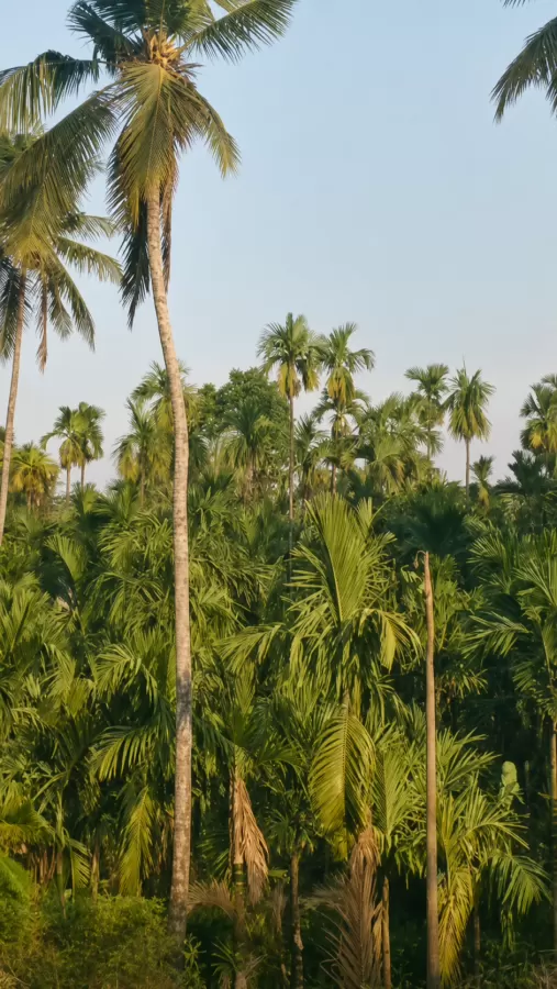 8.75 Acre Agricultural Farm with Farm House for Sale in Belthangady | Arecanut, Rubber & Coconut Plantation | ₹2.70 Crore