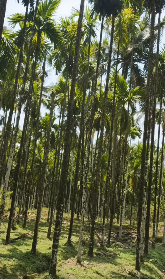 8.75 Acre Agricultural Farm with Farm House for Sale in Belthangady | Arecanut, Rubber & Coconut Plantation | ₹2.70 Crore